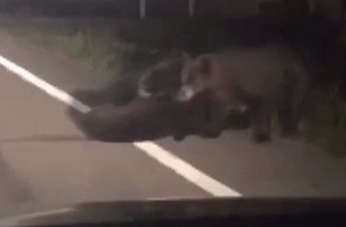 Gấu con bị xe đâm, gấu mẹ vật vã lay con tỉnh đầy xót xa - Hình 2 Gau con bi xe dam, gau me vat va lay con tinh day xot xa-Hinh-2