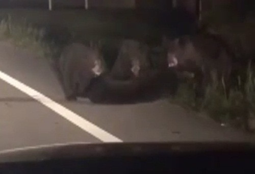 Gấu con bị xe đâm, gấu mẹ vật vã lay con tỉnh đầy xót xa - Hình 3 Gau con bi xe dam, gau me vat va lay con tinh day xot xa-Hinh-3