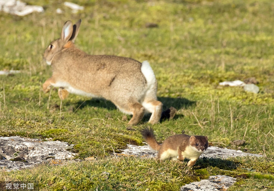 Chon ecmine va tho rung kich chien nhanh nhu 