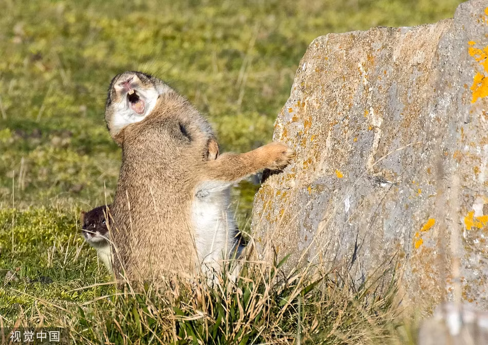 Chon ecmine va tho rung kich chien nhanh nhu 