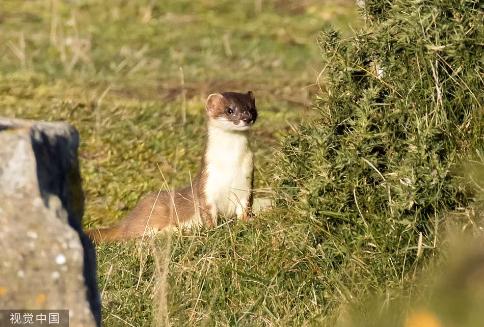 Chon ecmine va tho rung kich chien nhanh nhu 