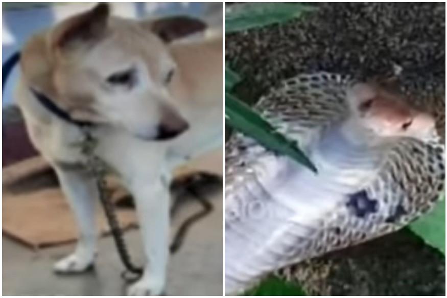 Rắn hổ mang hung hăng tấn công chủ, chó cưng ra đòn "hủy diệt" Ran ho mang hung hang tan cong chu, cho cung ra don