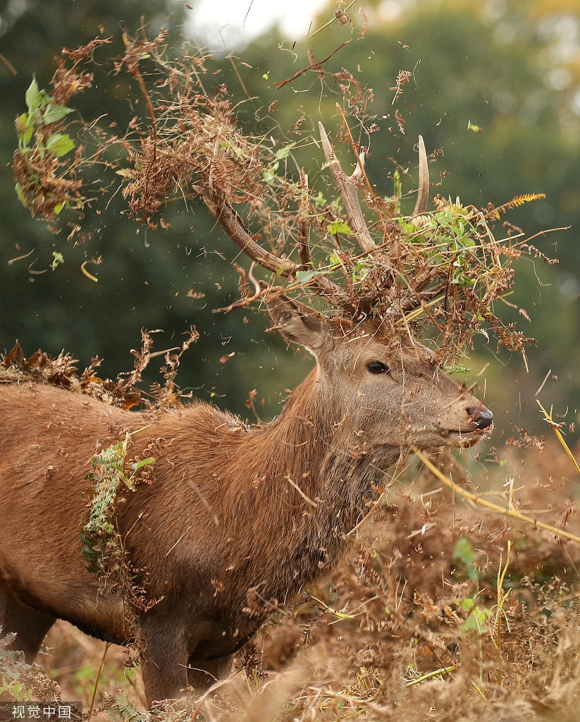 Huou duc nghich ngom doi 