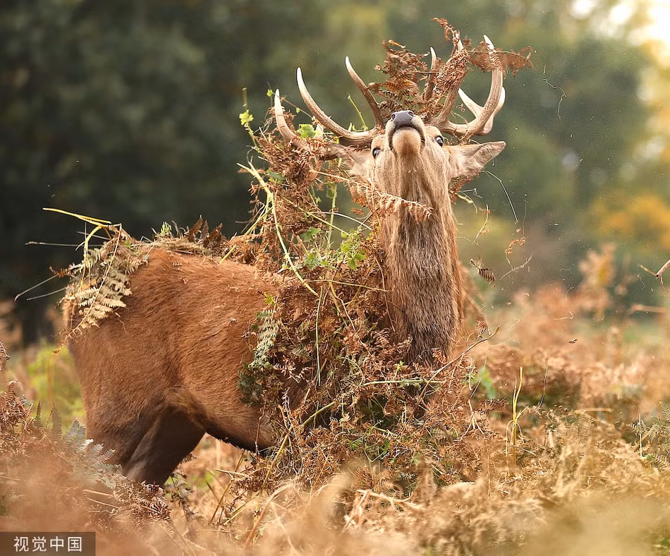 Huou duc nghich ngom doi 