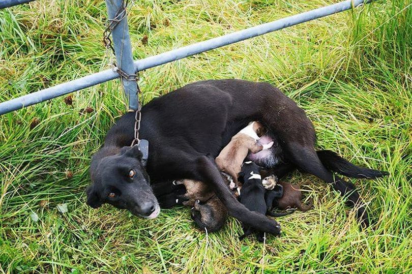 Xot xa dan cho bi chu nhan bo roi, mac 