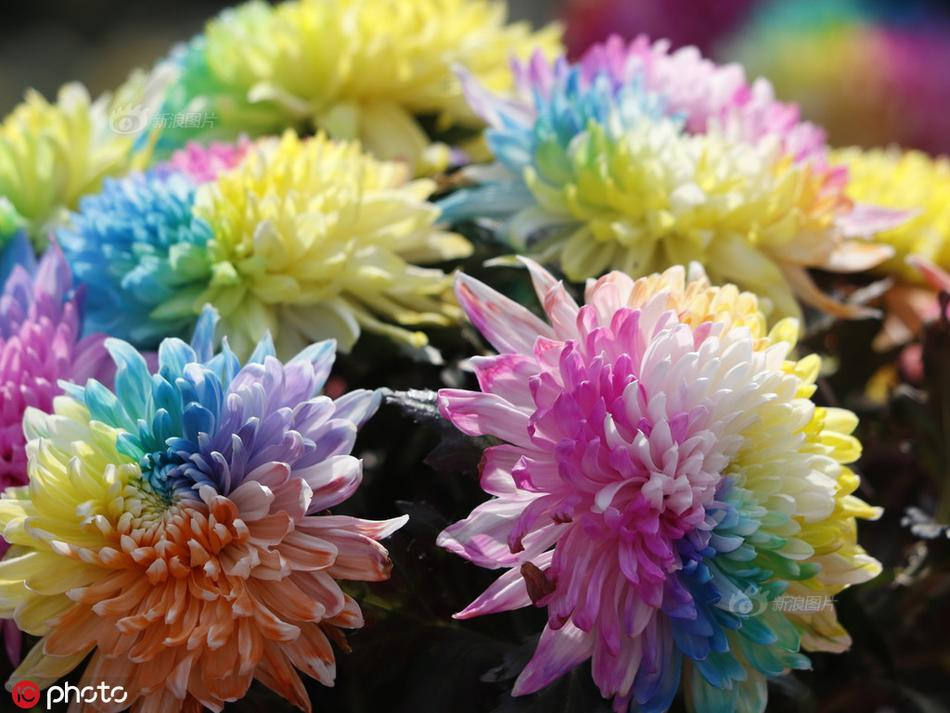 La ky cuc bay sac cau vong cuc hiem khoe sac-Hinh-4