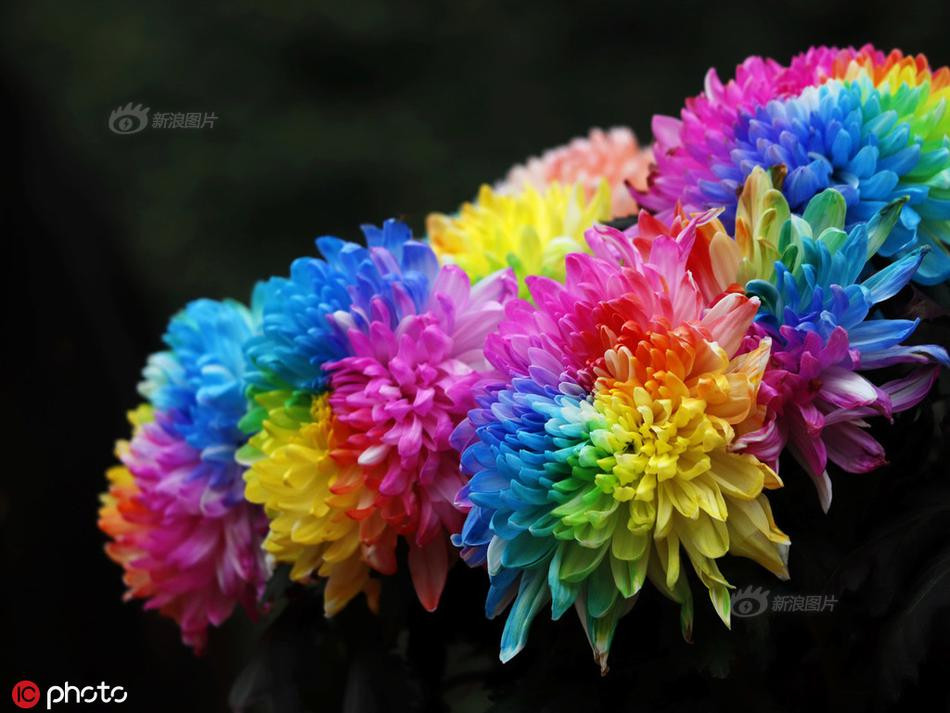 La ky cuc bay sac cau vong cuc hiem khoe sac-Hinh-2