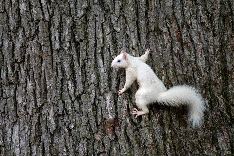 Soc trang xuat hien chop nhoang, khien nguoi ngan ngo kho tin