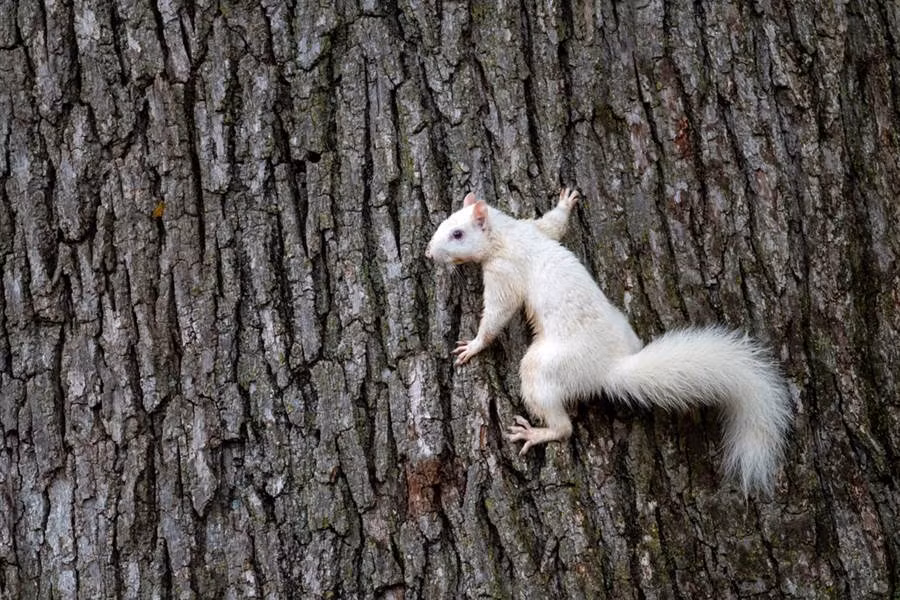 Soc trang xuat hien chop nhoang, khien nguoi ngan ngo kho tin