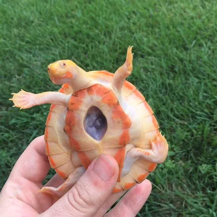 Tưởng rằng Hope không thể sống nổi, thế nhưng chủ sở hữu của rùa bạch tạng, anh Aqua Mike vẫn kiên trì chăm sóc nó.