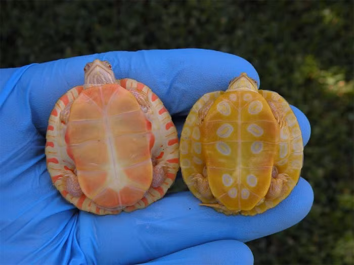 Điều này khiến những con rùa bạch tạng trông giống như những con rồng lửa nhỏ, hoặc giống như những sinh vật tưởng tượng đến từ một vũ trụ song song.