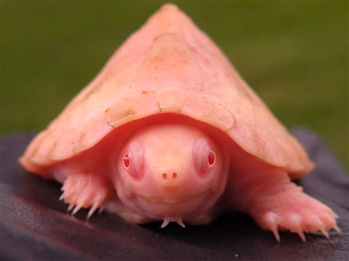 Hình ảnh một con rùa bạch tạng nhưng lại có màu hồng rực rỡ, trông vô cùng khác biệt.