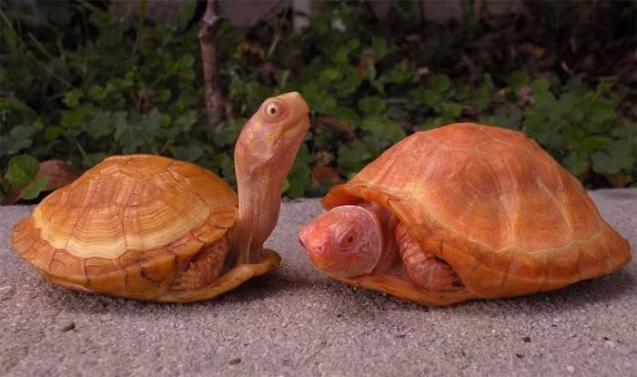 Theo tìm hiểu, có nhiều loài rùa bạch tạng khác nhau. Một số có thể có màu vàng đặc mà không có nhiều vệt, một số lại có phần cổ và bụng màu hồng, đây là những biến thể bạch tạng.