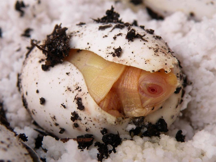 Từ khi mới nở, rùa bạch tạng đã gây chú ý nhờ màu sắc khác lạ.