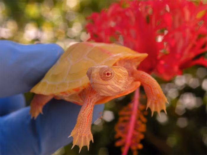 Tháng 11 này, Hope tròn một tuổi. Anh Aqua Mike hy vọng rằng, Hope sẽ còn trả qua nhiều sinh nhật sắp tới.