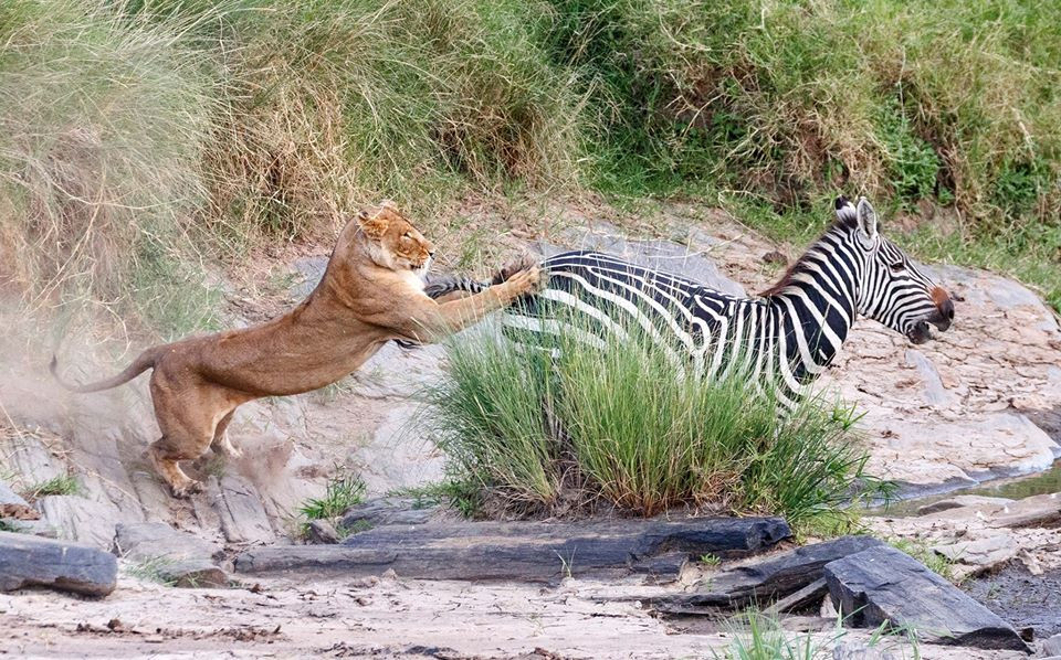 Su tu tan cong, ngua van thoat chet voi toc do kinh nguoi-Hinh-3