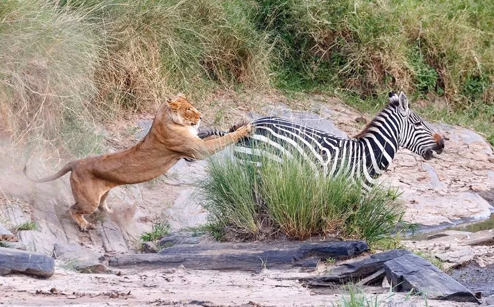 Su tu tan cong, ngua van thoat chet voi toc do kinh nguoi-Hinh-3