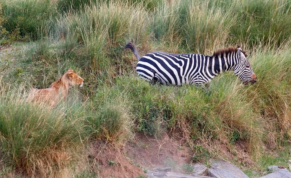 Su tu tan cong, ngua van thoat chet voi toc do kinh nguoi