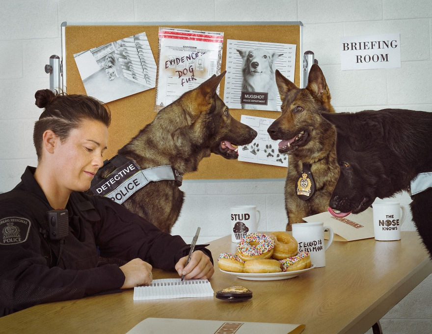 Mới đây, nhiếp ảnh gia Jason Krygier và Sở Cảnh sát Waterloo, Canada đã hợp tác, cho gia đời những hình ảnh vô cùng ấn tượng về những chú chó nghiệp vụ.