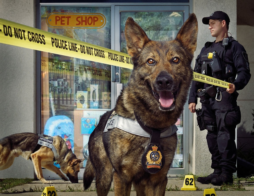 Nhờ sự nhanh nhạy, linh mẫn của mình, chó nghiệp vụ giúp cảnh sát phá rất nhiều vụ án.