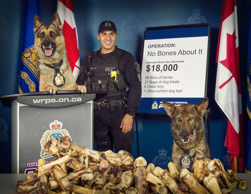 Hoàn thành xuất sắc nhiệm vụ được giao, chú chó nghiệp vụ được thưởng rất nhiều đồ ăn yêu thích.