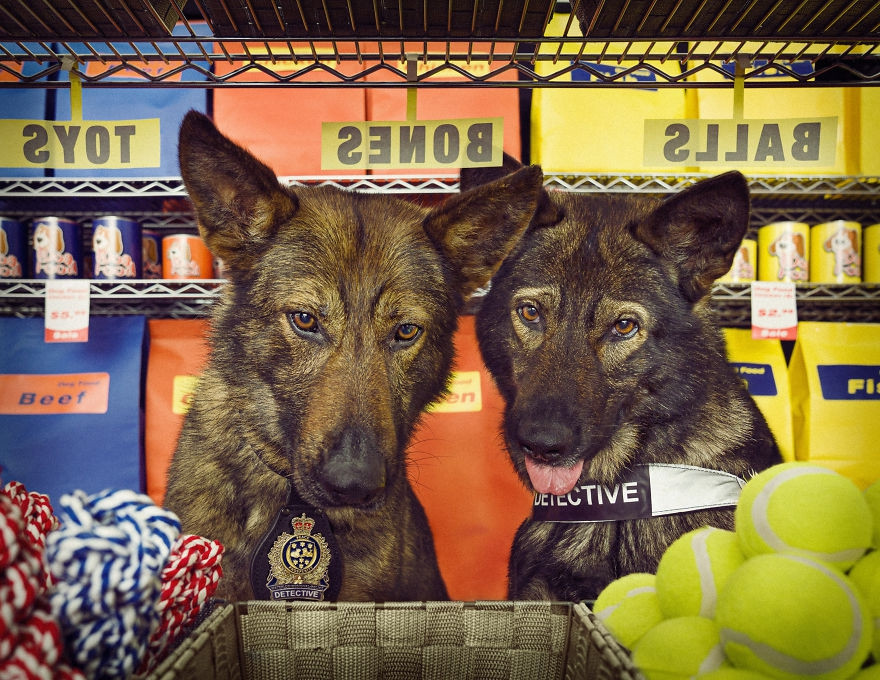 Trong loạt ảnh này, những chú chó cảnh sát trông rất cuốn hút, lúc thì hài hước, lúc lại hung dữ, chuyên nghiệp.