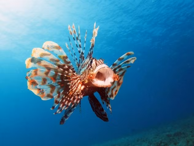 Cá sư tử. Nọc độc của cá sư tử không gây chết người ngay lập tức nhưng nạn nhân trúng độc của loài cá này sẽ cực kỳ đau đớn và khó thở. Nếu không có tố chất cơ thể khỏe mạnh và vững vàng, cơn đau và sự khó thở sẽ khiến nạn nhân tê liệt tạm thời và chết đuối.