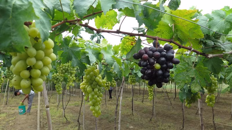 Mon ngon kho cuong cua vung dat nho Ninh Thuan