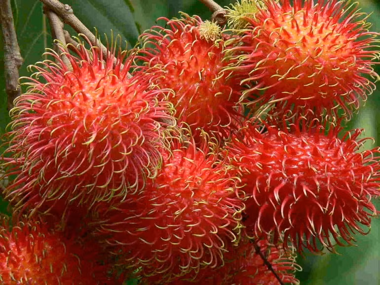 Chôm chôm chứa cả carbohydrate và protein, cả hai đều có thể tăng cường năng lượng khi cần thiết. Ảnh: Internet.