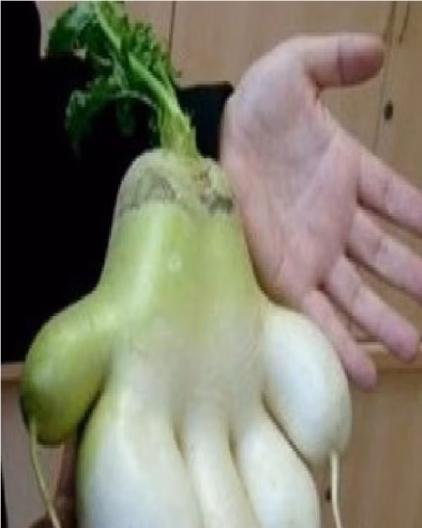 Củ cải hình bàn tay. Ảnh: Bajiroo.