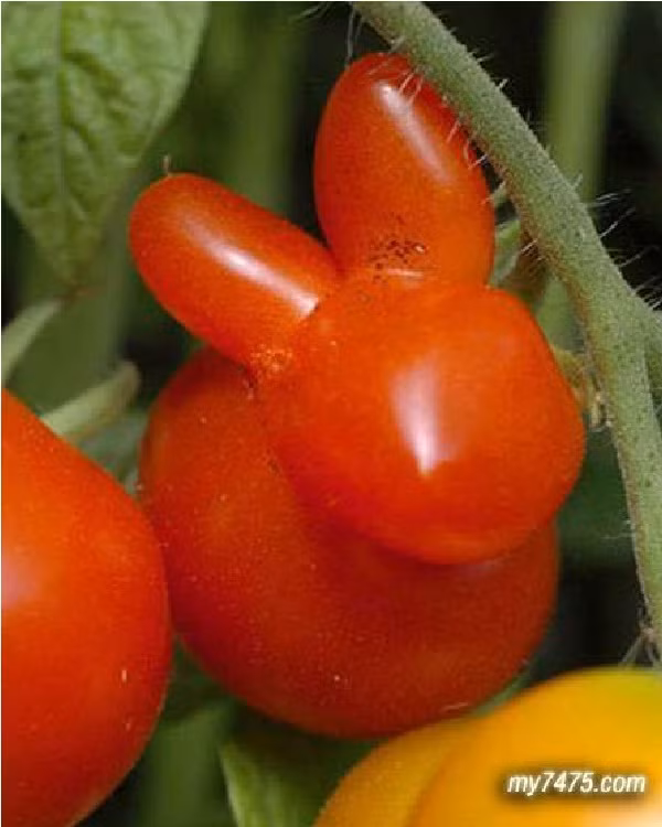 Cà chua hình con thỏ. Ảnh: Bajiroo.