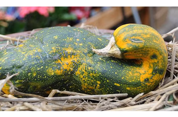 Quả bí hình con vịt đáng yêu. Ảnh: BP.