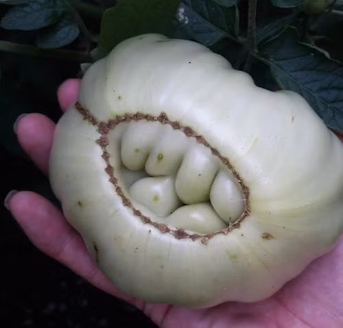 Quả cà chua có cả một hàm răng. Ảnh: BP.