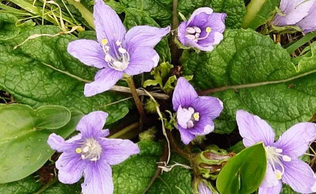 Nhung cay co dung lam thuoc giam dau tu thoi co dai-Hinh-3