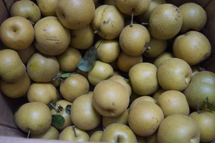 Mắc cọp: Đến khoảng tháng 9 là bắt đầu tới mùa mắc cọp (lê Sa Pa) và táo mèo. Quả mắc cọp vị chua nhẹ, mát và quả nhỏ, nhìn xù xì không đẹp bằng lê nhập từ Trung Quốc về nhưng chất lượng của nó luôn được đảm bảo và đây cũng là một món quà lý tưởng cho người thân khi bạn đi du lịch Sapa. Ảnh: Internet.