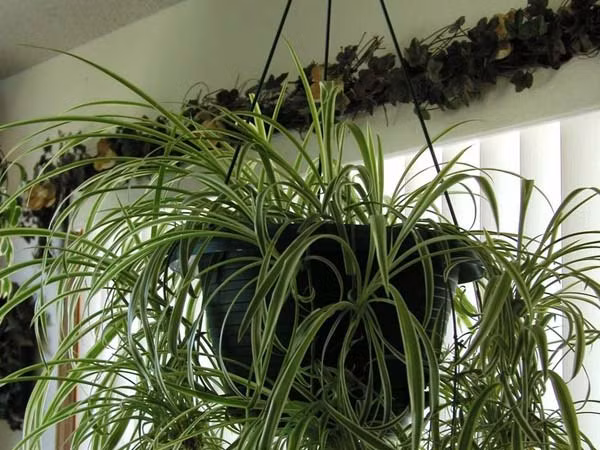 8. Cây dây nhện: Cây dây nhện luôn có khả năng quang hợp dưới ánh sáng tối thiểu. Nó hấp thụ nhanh các chất độc từ không khí như Carbon monoxide, Formaldehyde, xăng và Styrene. Ngoài ra, nó còn có thể chuyển hóa chất khí gây ung thư trong không khí như aldehyde formic và amoni acid. Ảnh: Boldsky.