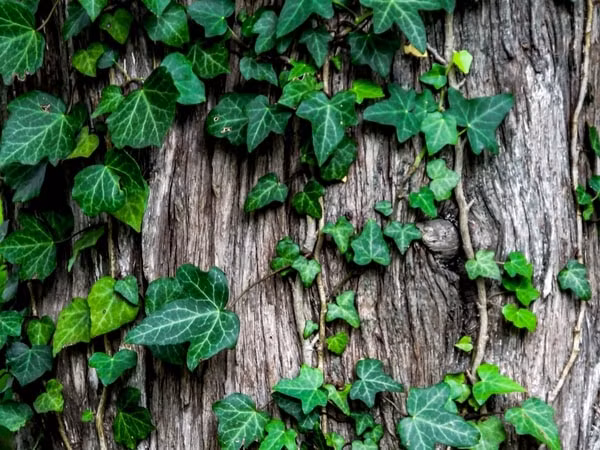 2. Cây thường xuân: Cây này hấp thụ formaldehyde hiệu quả nhất. Thường xuân khá dễ trồng, dễ tồn tại ở nhiệt độ vừa phải và hấp thụ ánh sáng mặt trời ở mức trung bình. Đây cũng là một trong những liệu pháp giúp nâng cao hiệu quả giấc ngủ khi được đặt trong phòng. Ảnh: Boldsky.