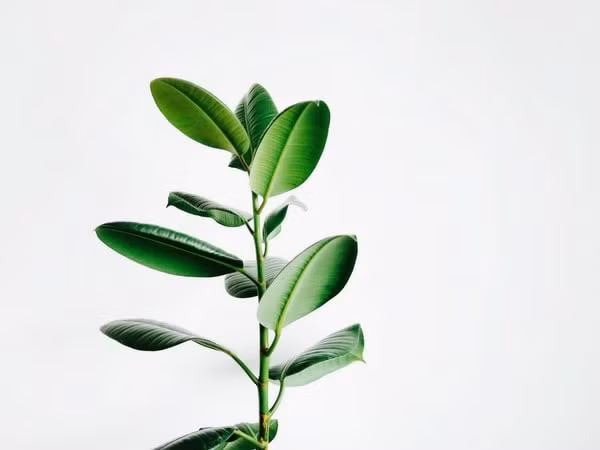 Ngoài ra, đặt cây cảnh trong phòng ngủ còn giúp làm mát căn phòng. Đây là một cách tuyệt vời để giảm nhiệt trong những tháng hè. Bên cạnh đó, có một số loại cây trồng trong phòng còn giúp loại bỏ các chất gây ô nhiễm không khí có ảnh hưởng xấu đến sức khoẻ của bạn. Đồng thời, cây cảnh còn cải thiện tính thẩm mỹ trong căn phòng. Ảnh: Boldsky.