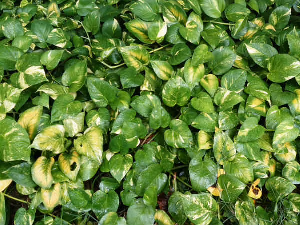 9. Cây trầu bà còn được gọi là cây hoàng tâm điệp, thiết mộc lan. Loại cây này cũng nằm trong danh sách về khả năng làm sạch không khí và tạo cảm giác thư thái để có một giấc ngủ sâu cho chủ nhân căn phòng. Ảnh: Boldsky.