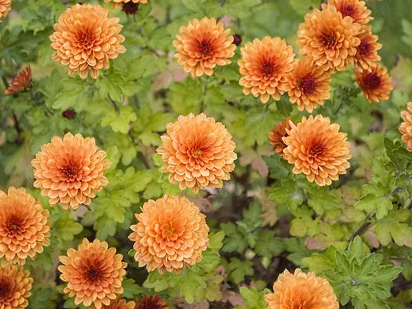 4. Cây hoa cúc: Đây là cây trồng ra hoa rất đẹp mà lại có lợi cho sức khỏe. Theo một nghiên cứu của NASA, cúc là loại cây lọc không khí xuất sắc, nó giúp loại bỏ các chất gây ô nhiễm nguy hiểm như formaldehyde, amoniac, benzen và trichloroethylene được thải ra từ nhiều đồ gia dụng thông thường. Ảnh: Boldsky.