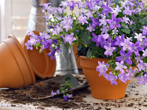 7. Cây oải hương: Đây là một trong những nguyên liệu làm ra các loại nước xả vải, dầu gội. Cây oải hương có thể điều trị chứng mất ngủ, lo lắng. Hơn nữa, hoa oải hương làm chậm lại nhịp tim, hạ huyết áp, giảm căng thẳng. Các nhà nghiên cứu chứng minh rằng hít mùi từ cây oải hương giúp cho con người an thần và đi vào giấc ngủ sâu. Ảnh: Boldsky.