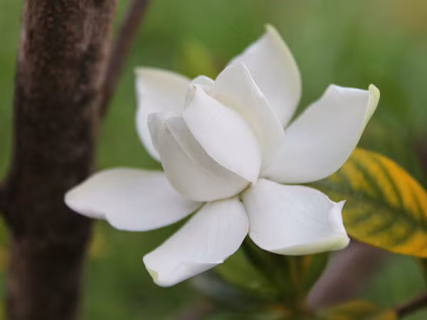 6. Cây hoa dành dành: Với thân cành có dáng đẹp, hoa có màu trắng tinh khiết và có mùi thơm quyến rũ cây được trồng rất nhiều để trang trí cho cảnh quan trong nhà. Cây hoa dành dành còn rất tốt cho giấc ngủ của bạn khi được trồng trong phòng ngủ. Ảnh: Boldsky.