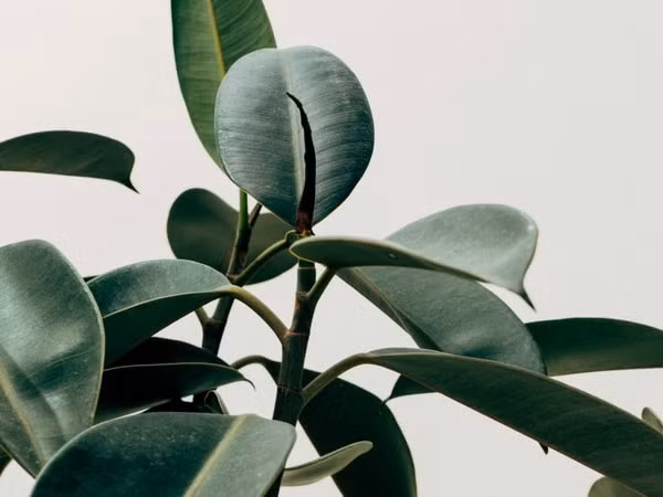 3. Cây đa búp đỏ: Đa búp đỏ cũng là loại cây có tác dụng thanh lọc không khí rất tốt, cung cấp oxi. Cây cực kỳ dễ trồng, có thể dễ dàng sinh sôi trong môi trường nhiệt độ thấp và thiếu ánh sáng. Trồng đa búp đỏ, bạn có thể giúp môi trường sống của mình trở nên trong lành hơn nhiều mà không cần quá tốn công chăm sóc cho cây. Ảnh: Boldsky.