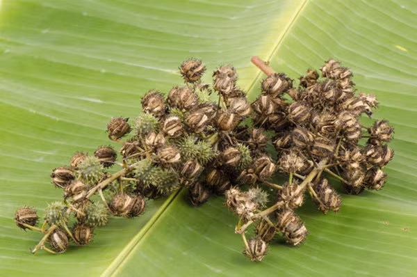 10. Dầu thầu dầu: Dầu thầu dầu có thể điều trị u nang buồng trứng và u xơ tử cung. Ngoài ra, sự hiện diện của axit riconoleic trong dầu thầu dầu giúp tăng cường hệ thống miễn dịch, chống nhiễm trùng cho tử cung. Ảnh: Shutterstock.