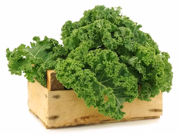 10. Cải xoăn Kale: Kale là một loại rau có carb thấp giàu vitamin C, K và A cũng như kali và sắt. Nó rất tốt cho sức khỏe trí não. Ảnh: Boldsky.