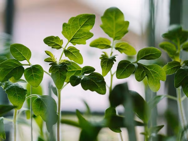 Lấy vài lá húng quế tươi và nhai vào buổi sáng trước bữa sáng. Ngoài ra, thêm vào trà buổi sáng của bạn để trị nghẹt mũi. Ảnh: Boldsky.