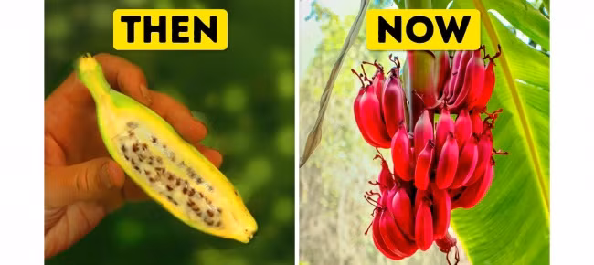 Trái chuối: Chuối là một ví dụ ban đầu của một loại cây trồng được thuần hóa. Chuối hoang dã có rất nhiều hạt, quả khá cứng. Đối với hàng triệu người ở các nước đang phát triển, chuối xanh được sử dụng để nấu ăn. Chúng có thể được chiên, luộc, nướng như khoai tây hoặc dùng làm rượu chuối hoặc bia chuối. Ảnh: Depositphotos.