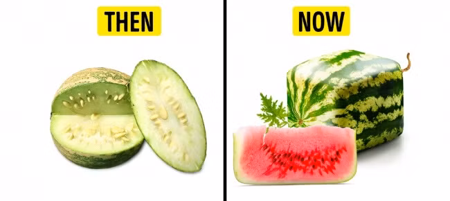 Dưa hấu: Tổ tiên hoang dã của dưa hấu hiện nay chúng ta vẫn ăn là một thực vật sống ở sa mạc cho trái. Loại quả quen thuộc này bên trong xốp trắng và cực kỳ đắng. Dầu chiết xuất từ loại dưa hấu sơ khai từng được sử dụng cho sản xuất dược liệu và xà phòng. Ảnh: Depositphotos.