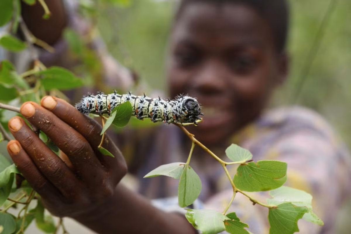 Những con sâu cứng đầu không chịu rời khỏi lá sẽ bị gạt xuống bởi một chiếc que dài và cơ thể chúng sẽ tiết ra một chất dịch nâu trơn nhớt. Ảnh: AP.