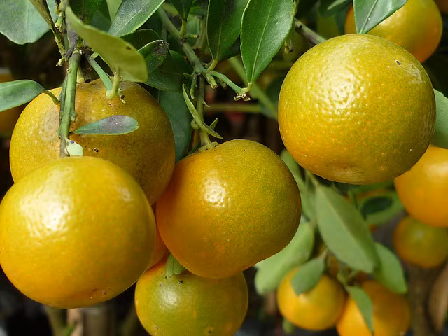 Quất: Trong quả quất có nhiều tinh dầu, pectin, đường và các vitamin giúp chống viêm, long đàm, tăng sức đề kháng và giảm ho hiệu quả. Có thể ngâm quất với muối để nhấm nháp hoặc pha nước uống. Quất chưng cách thủy với đường phèn cũng là bài thuốc chữa ho hiệu quả trong dân gian. Ảnh: Phunutoday.